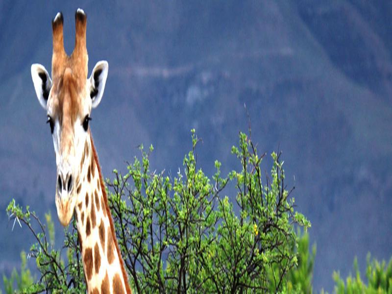 Mount Camdeboo Private Game Reserve By Newmark Graaff Reinet Exterior photo